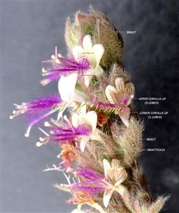  Flowers with bracts and bracteoles
